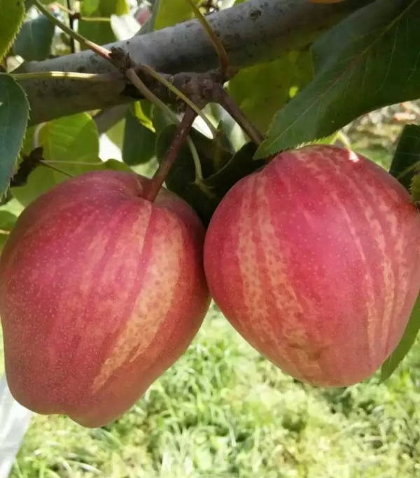 回乡创业未来种植养殖业的新项目