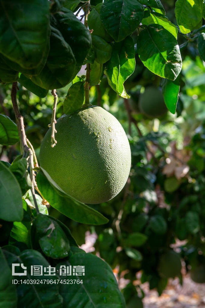柚子种植园挂在树上的大圆形热带柑橘果实