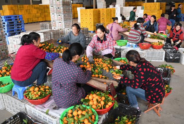 广西平乐:瓜果飘香脱贫路