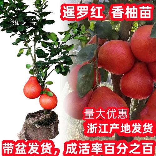 泰国暹罗红柚子树苗红心柚蜜柚苗特大南方种植水果树果苗大全盆栽