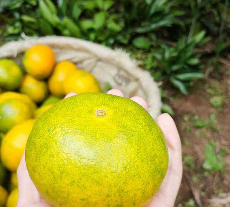 水果种植中的“提糖”之道 晚采增甜的技术逻辑与实践方法