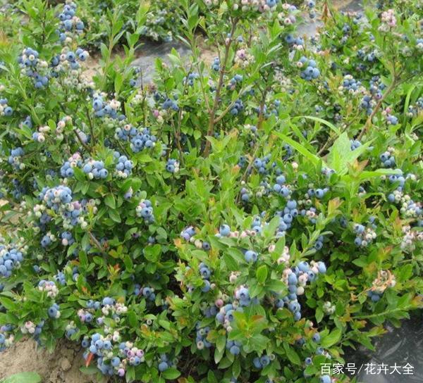 阳台水果新选择 种植蓝莓方法甜，果子成串粒粒甜！